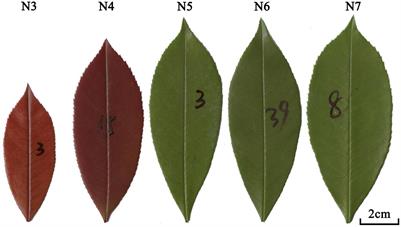 Influence of Leaf Age on the Scaling Relationships of Lamina Mass vs. Area